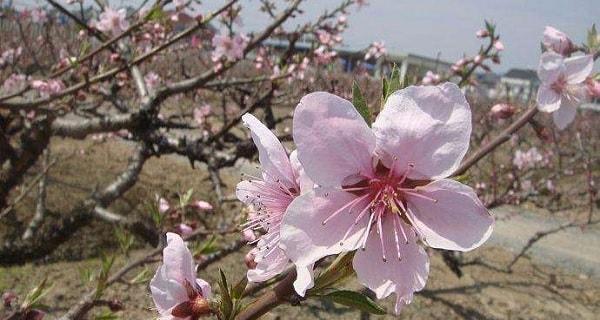 桃花的象征意义及文化内涵（从花语到文学艺术）