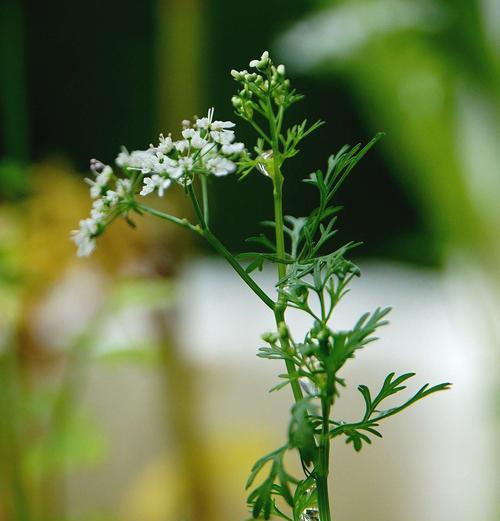 香菜会开花吗（探秘香菜的开花现象及其意义）