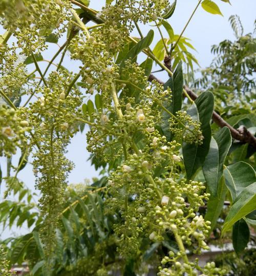 香椿树开花与寓意——触动生命的奇迹（探索香椿树开花的奥秘）