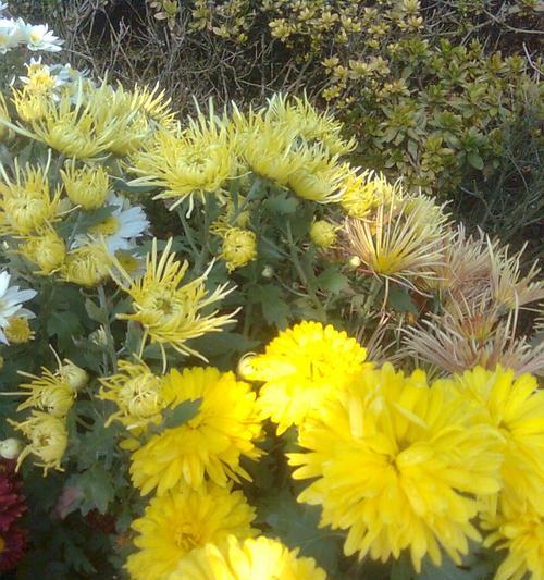 湘潭市花菊花的象征与寓意（湘潭市花菊花的文化内涵及美丽寓意）