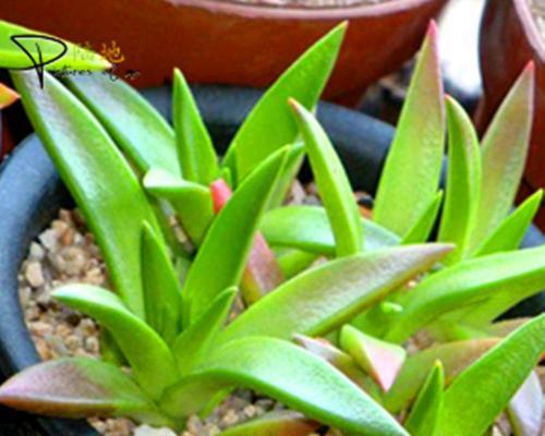 陆地植物的多样性与适应性（从生态环境到生存策略）