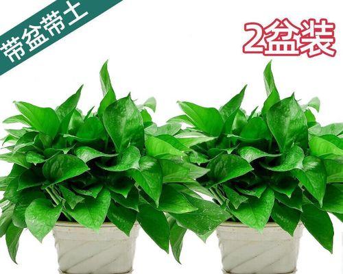 绿萝（探究室内空气净化植物的真相）