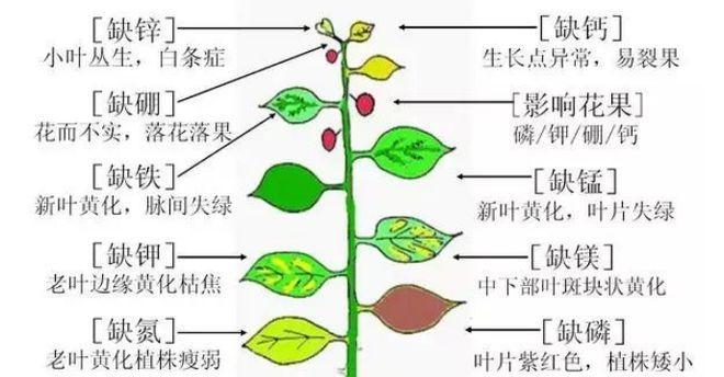 如何避免绿萝叶子发蔫（掌握这些方法）