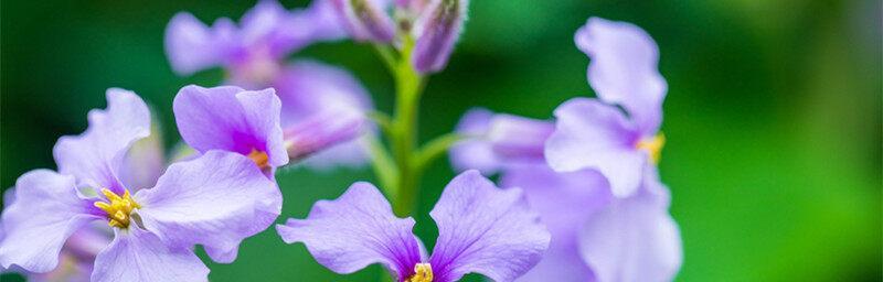 紫罗兰花语与适合送花的人群（用花语表达情感）