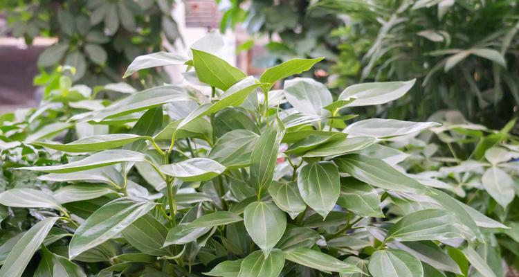 平平安安的花语——探究平安菊的寓意