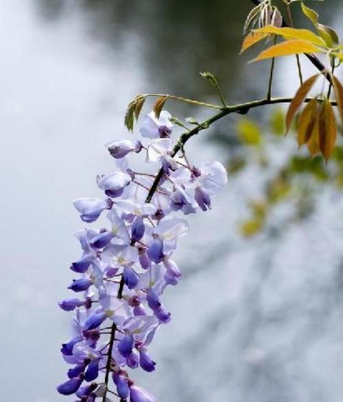 紫藤花的花语与传说（探寻紫藤花的神秘象征意义与美丽传说）