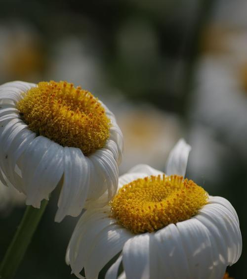 白菊花语与美好祝愿（白菊传递纯洁与希望的花语）