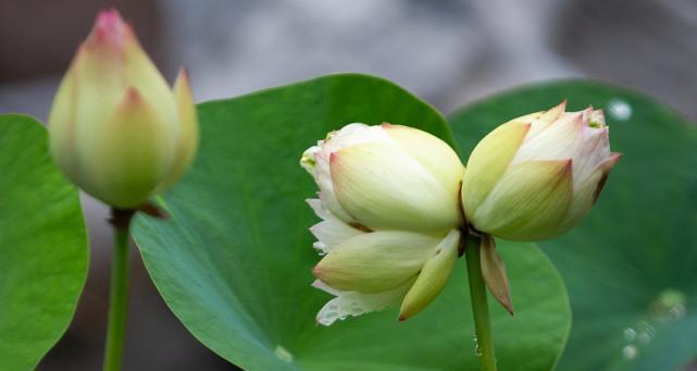 以并蒂莲的象征意义（和谐与团结的花朵——探索并蒂莲的象征意义）