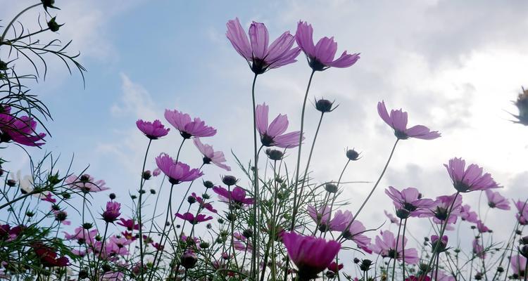 以波斯菊之花语（探秘以波斯菊的花语）