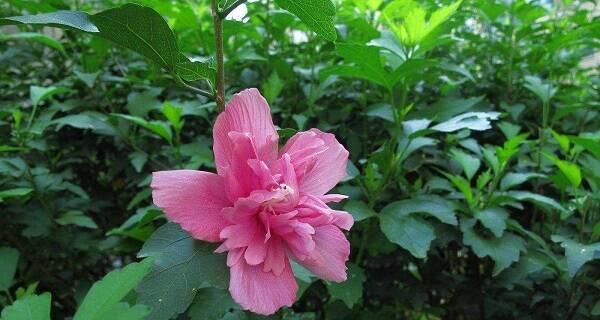 执着的花语——海棠花（传递坚定信念的芳香）