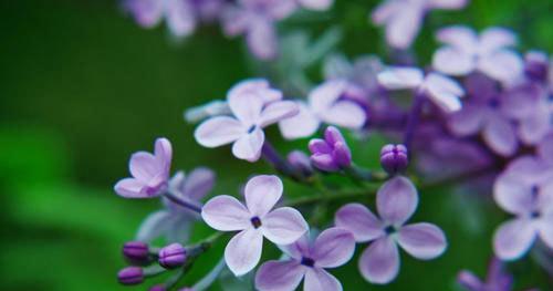 丁香的花语是什么（探寻丁香花背后的含义与象征）