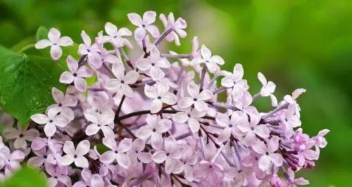 丁香花的花语及象征意义（揭示丁香花背后的花语之谜）