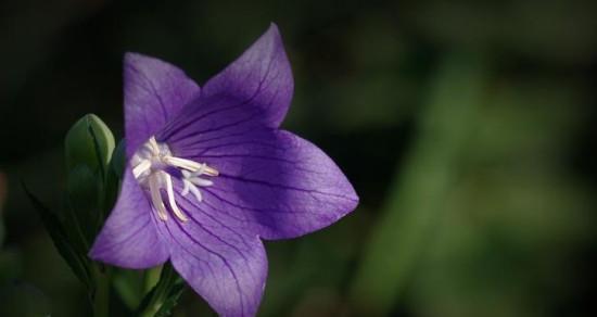 探秘魅惑花语的花种——月季（蕴含着爱情）