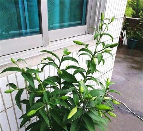 百合种植及食用指南（百合适宜种植的月份和健康饮食建议）