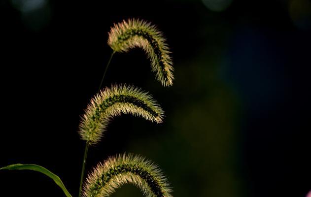 狗尾巴草的花语（以狗尾巴草为主题的花语和象征意义）