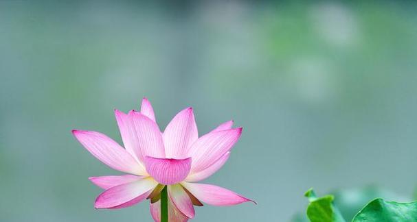 荷花的花语与意义——水中的纯洁与坚韧（以荷花为媒）