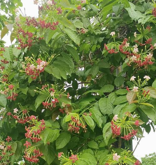 使君子的开花时间及频率（一年开几次花）