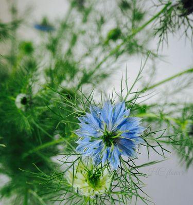 黑种草的花语（揭示黑种草的花语）