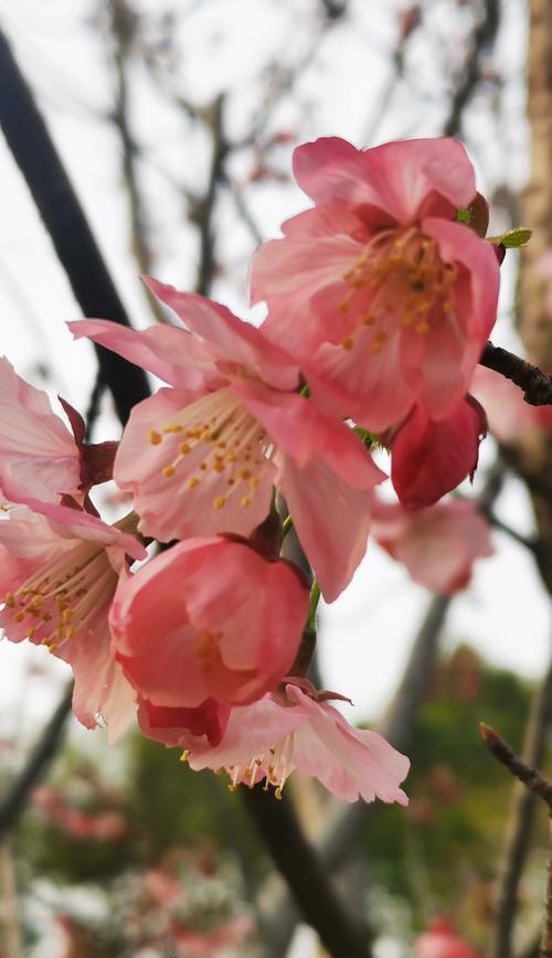 红叶樱花的花语与意义（探索红叶樱花的神秘语言和文化内涵）