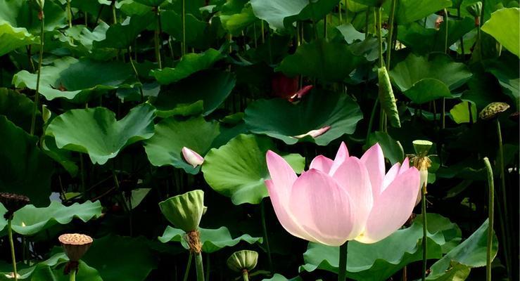 莲花的象征意义与美学价值（莲花的精神内涵与文化象征）