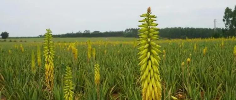 芦荟的花语与传说——神秘与治愈（探索芦荟之花语的起源与意义）