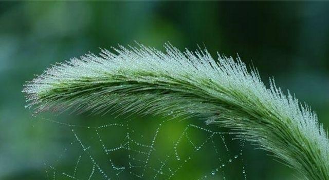 猫尾草的花语与寓意（探索猫尾草花语的意义与象征）