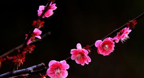 梅花花语的深刻含义（揭开梅花背后的神秘面纱）