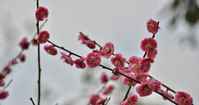 梅花的象征意义及其韵味（揭秘梅花的文化内涵与美学意义）