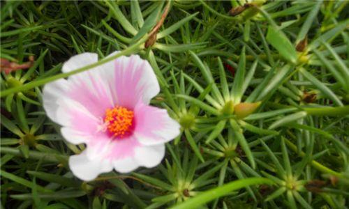 以木春菊花语与传说的美丽传承（繁花似锦的春菊）