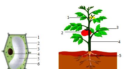 如何种植好吃的柿子——柿子种子的种植方法（从选种到收成）