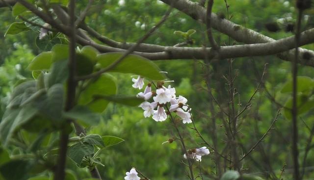 泡桐花的花语（追寻泡桐花的芳香）