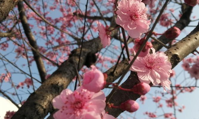 日本早樱花语与寓意（盛开春天的使者——日本早樱）