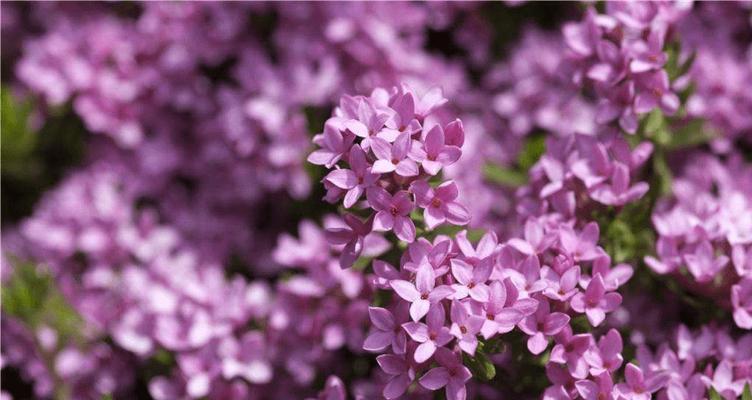 寂寞之花语——沉默中的情感表达（探寻沉默花语的意蕴与表达方式）