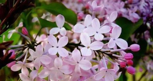 友情之花——百合花的花语（用百合花的花语诠释真挚友情）