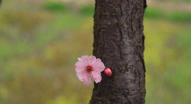 孤独迷茫的花语——紫罗兰（寂寞孤独迷茫忧伤希望）