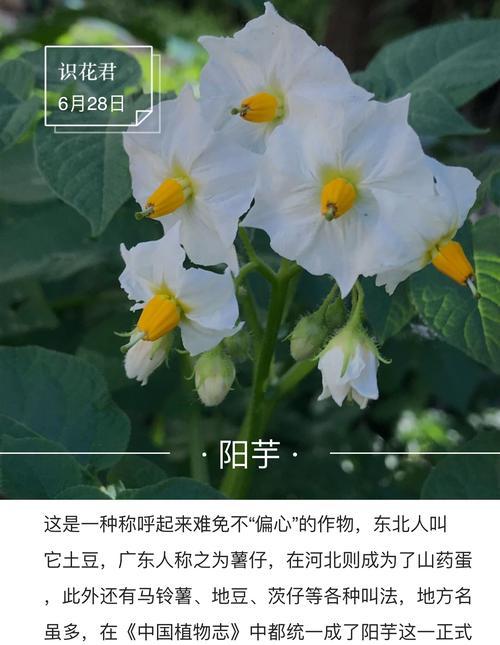 闺蜜友谊的花语——以百合花为例（用花的语言表达最纯粹的友情）