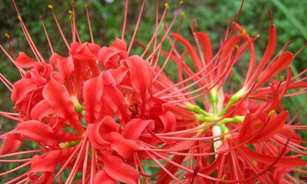 轮回的花语——莲花的故事（探寻莲花花语中的轮回之谜）