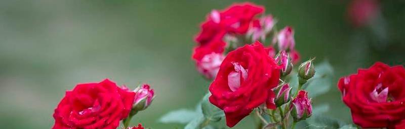 以菊花的花语平安归来（菊花的花语传递祝福与平安）