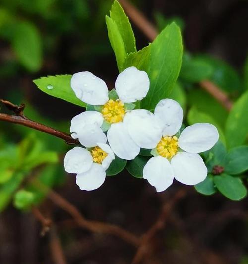 神秘冷漠的花语——铁线莲（神秘冷漠·铁线莲的花语解析）