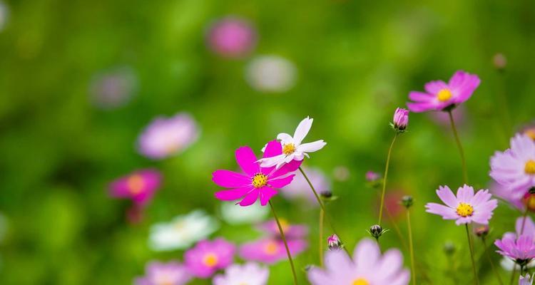 以百合花为主题的生命花语（探索百合花的生命意义和象征）