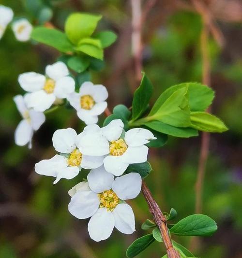 梅花花语（领悟梅花的深意）