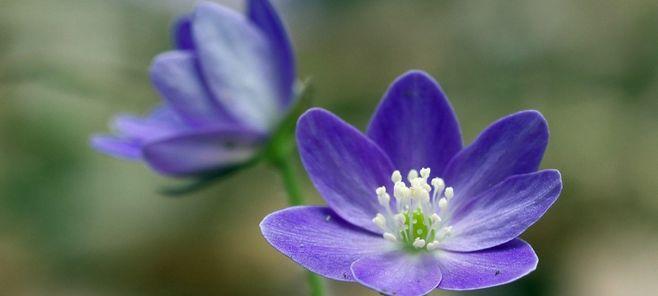 勇气之花——百里香花语（用芬芳传递勇气的力量）