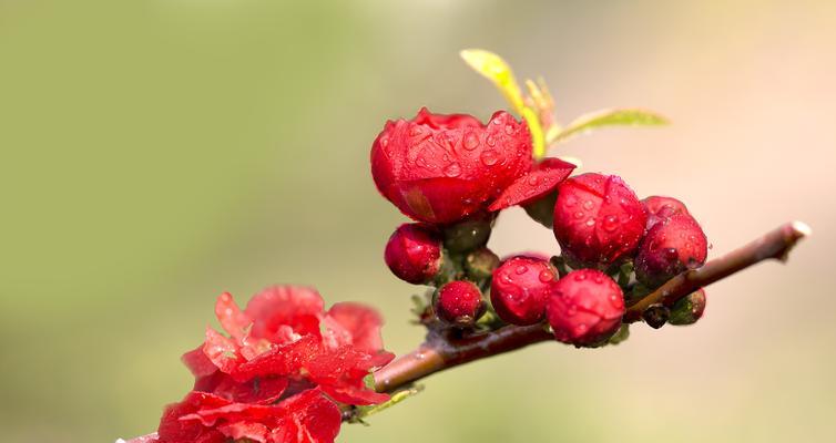 《聆听花语——以康乃馨为主题的心灵寄托》（用花语传递爱的真谛）