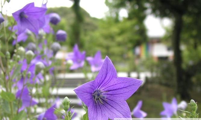 双生花的寓意和象征（探索花海中的神秘力量）