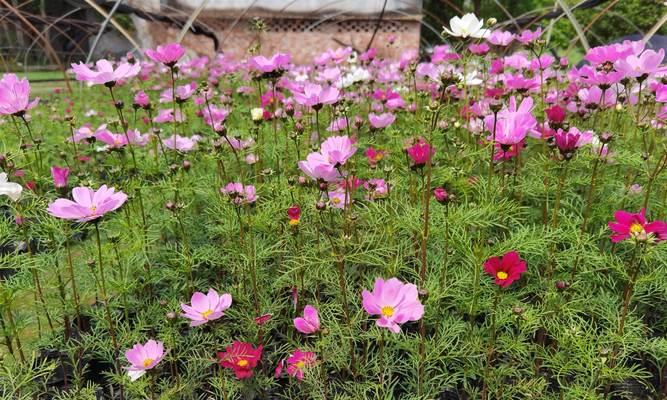 波斯菊香味探秘（波斯菊的芳香特质和应用）