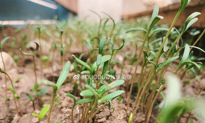 波斯菊种子发芽全过程（从种植到发芽）