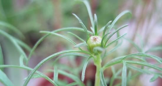 波斯菊种子的最佳种植时间（掌握种植时间）