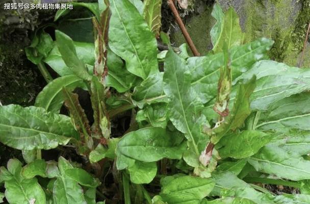 菠菜生长条件解析——喜阴还是喜阳（菠菜生长所需光照）