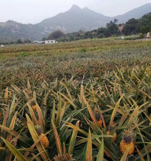 菠萝的采摘与收获季节（了解菠萝采摘时间）