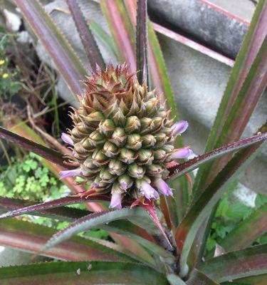 菠萝花的种植技巧（从选种到护理）